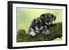 Miniature Schnauzer Puppies (6 Weeks Old)-null-Framed Premium Photographic Print