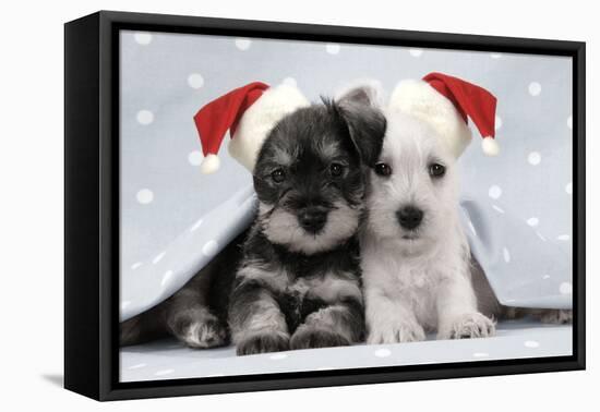 Miniature Schnauzer Puppies (6 Weeks Old)-null-Framed Stretched Canvas