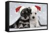 Miniature Schnauzer Puppies (6 Weeks Old)-null-Framed Stretched Canvas