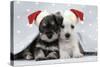 Miniature Schnauzer Puppies (6 Weeks Old)-null-Stretched Canvas