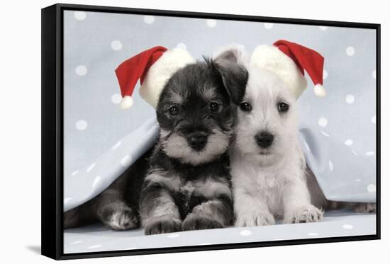 Miniature Schnauzer Puppies (6 Weeks Old)-null-Framed Stretched Canvas