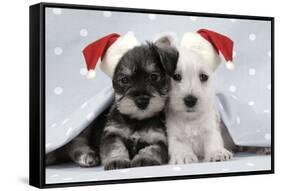 Miniature Schnauzer Puppies (6 Weeks Old)-null-Framed Stretched Canvas