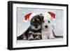 Miniature Schnauzer Puppies (6 Weeks Old)-null-Framed Premium Photographic Print