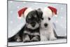 Miniature Schnauzer Puppies (6 Weeks Old)-null-Mounted Premium Photographic Print