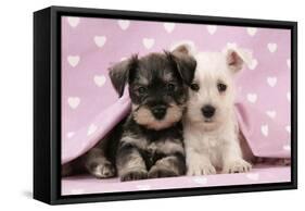 Miniature Schnauzer Puppies (6 Weeks Old)-null-Framed Stretched Canvas