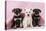 Miniature Schnauzer Puppies (6 Weeks Old)-null-Stretched Canvas