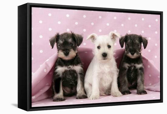 Miniature Schnauzer Puppies (6 Weeks Old)-null-Framed Stretched Canvas