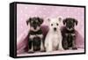 Miniature Schnauzer Puppies (6 Weeks Old)-null-Framed Stretched Canvas