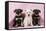 Miniature Schnauzer Puppies (6 Weeks Old)-null-Framed Stretched Canvas