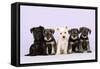 Miniature Schnauzer Puppies (6 Weeks Old)-null-Framed Stretched Canvas