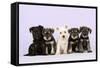 Miniature Schnauzer Puppies (6 Weeks Old)-null-Framed Stretched Canvas