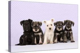 Miniature Schnauzer Puppies (6 Weeks Old)-null-Stretched Canvas