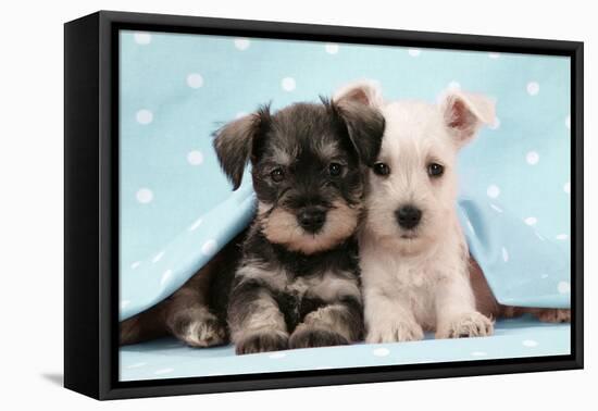 Miniature Schnauzer Puppies (6 Weeks Old)-null-Framed Stretched Canvas