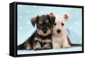 Miniature Schnauzer Puppies (6 Weeks Old)-null-Framed Stretched Canvas