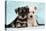 Miniature Schnauzer Puppies (6 Weeks Old)-null-Stretched Canvas