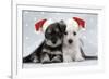 Miniature Schnauzer Puppies (6 Weeks Old)-null-Framed Photographic Print