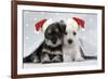 Miniature Schnauzer Puppies (6 Weeks Old)-null-Framed Photographic Print