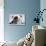 Miniature Schnauzer Puppies (6 Weeks Old)-null-Photographic Print displayed on a wall