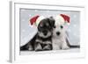 Miniature Schnauzer Puppies (6 Weeks Old)-null-Framed Photographic Print