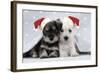 Miniature Schnauzer Puppies (6 Weeks Old)-null-Framed Photographic Print