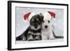 Miniature Schnauzer Puppies (6 Weeks Old)-null-Framed Photographic Print