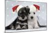 Miniature Schnauzer Puppies (6 Weeks Old)-null-Mounted Photographic Print