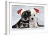 Miniature Schnauzer Puppies (6 Weeks Old)-null-Framed Photographic Print