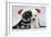 Miniature Schnauzer Puppies (6 Weeks Old)-null-Framed Photographic Print