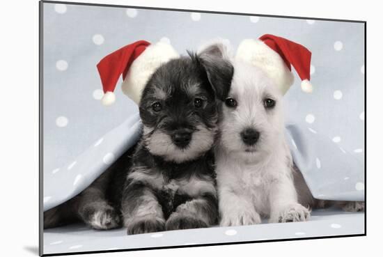 Miniature Schnauzer Puppies (6 Weeks Old)-null-Mounted Photographic Print