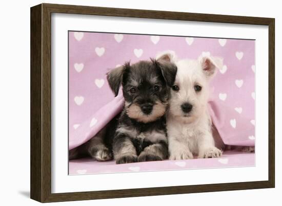 Miniature Schnauzer Puppies (6 Weeks Old)-null-Framed Photographic Print