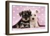 Miniature Schnauzer Puppies (6 Weeks Old)-null-Framed Photographic Print