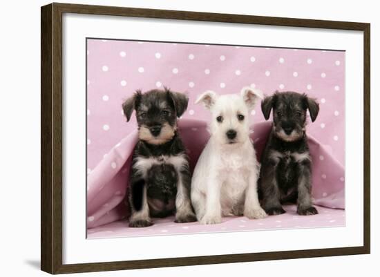 Miniature Schnauzer Puppies (6 Weeks Old)-null-Framed Photographic Print