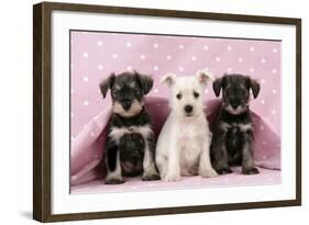 Miniature Schnauzer Puppies (6 Weeks Old)-null-Framed Photographic Print