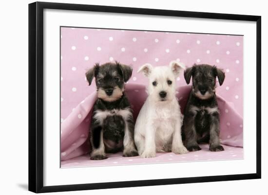 Miniature Schnauzer Puppies (6 Weeks Old)-null-Framed Photographic Print