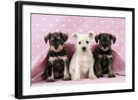 Miniature Schnauzer Puppies (6 Weeks Old)-null-Framed Photographic Print