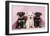 Miniature Schnauzer Puppies (6 Weeks Old)-null-Framed Photographic Print