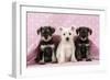 Miniature Schnauzer Puppies (6 Weeks Old)-null-Framed Photographic Print