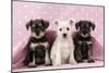 Miniature Schnauzer Puppies (6 Weeks Old)-null-Mounted Photographic Print