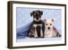 Miniature Schnauzer Puppies (6 Weeks Old)-null-Framed Photographic Print