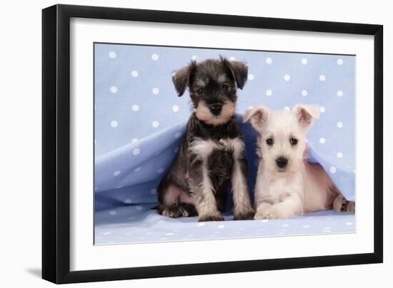 Miniature Schnauzer Puppies (6 Weeks Old)-null-Framed Photographic Print