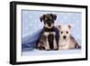 Miniature Schnauzer Puppies (6 Weeks Old)-null-Framed Photographic Print