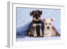 Miniature Schnauzer Puppies (6 Weeks Old)-null-Framed Photographic Print