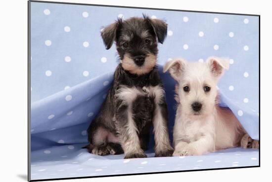 Miniature Schnauzer Puppies (6 Weeks Old)-null-Mounted Photographic Print