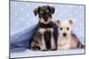 Miniature Schnauzer Puppies (6 Weeks Old)-null-Mounted Photographic Print