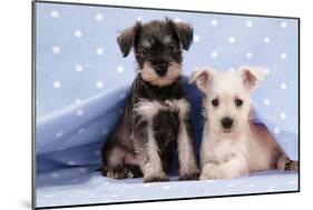 Miniature Schnauzer Puppies (6 Weeks Old)-null-Mounted Photographic Print