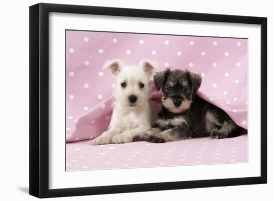 Miniature Schnauzer Puppies (6 Weeks Old)-null-Framed Photographic Print