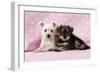 Miniature Schnauzer Puppies (6 Weeks Old)-null-Framed Photographic Print