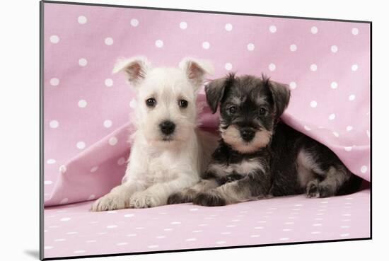 Miniature Schnauzer Puppies (6 Weeks Old)-null-Mounted Photographic Print