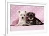 Miniature Schnauzer Puppies (6 Weeks Old)-null-Framed Photographic Print