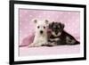 Miniature Schnauzer Puppies (6 Weeks Old)-null-Framed Photographic Print